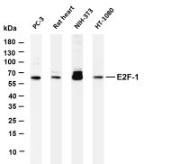 E2F-1 (PT0370R) PT® Rabbit mAb