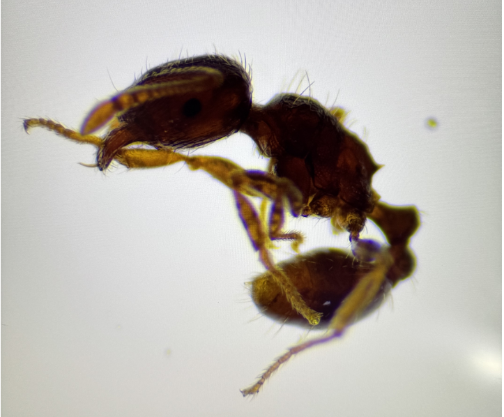 二手NIKON尼康 SMZ745T体式显微镜带一年质保成色新