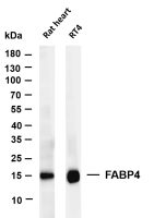 FABP4 (PT0176R) PT® Rabbit mAb