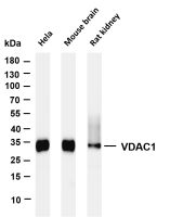 VDAC1 (PT0214R) PT® Rabbit mAb