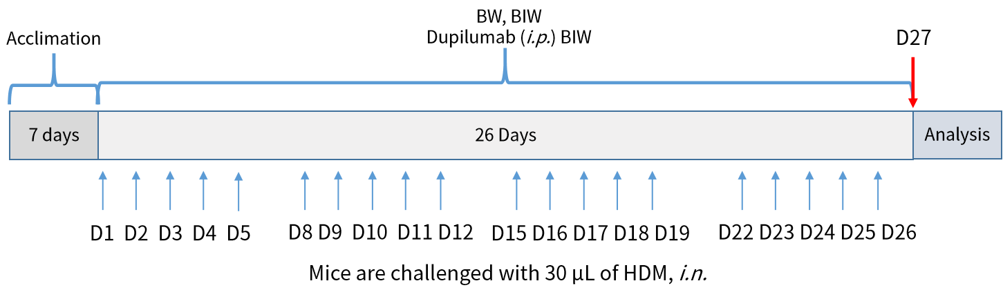 世界哮喘日 | 南模生物哮喘模型，助力探究哮喘新疗法
