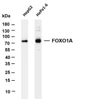 FOXO1A (PT0213R) PT® Rabbit mAb