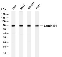 Lamin B1 (PT0286R) PT® Rabbit mAb