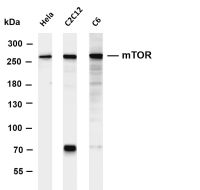 mTOR (PT0351R) PT® Rabbit mAb