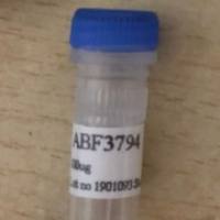 HMGB3 antibody