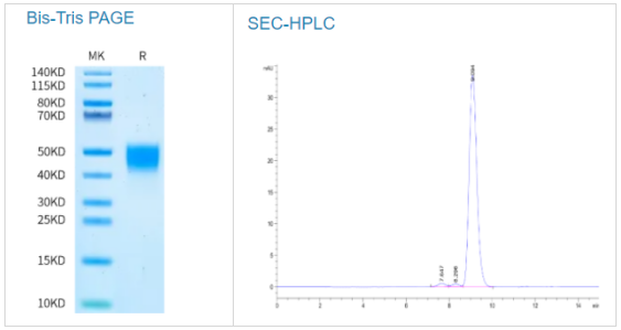 小鼠凝血因子III/组织因子蛋白，限时抢购！