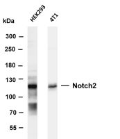 Notch2 (PT0367R) PT® Rabbit mAb