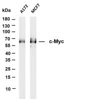 c-Myc (PT0228R) PT® Rabbit mAb