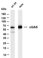 cGAS (PT0355R) PT® Rabbit mAb