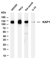 KAP1 (PT0192R) PT® Rabbit mAb