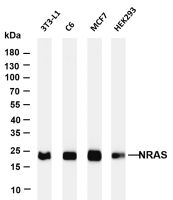 NRAS (PT0241R) PT® Rabbit mAb