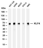 KLF4 (PT0167R) PT® Rabbit mAb