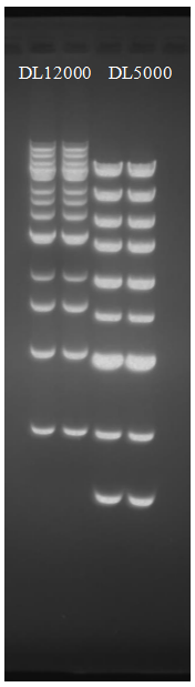 StarRed Nucleic Acid Gel Stain StarRed核酸染料(10000 × )