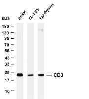 CD3 (PT0212R) PT® Rabbit mAb