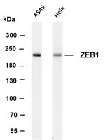 AREB6 (PT0216R) PT® Rabbit mAb