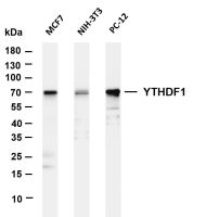 YTHDF1 (PT0326R) PT® Rabbit mAb
