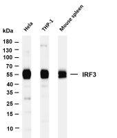 IRF3 (PT0376R) PT® Rabbit mAb