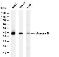Aurora B (PT0246R) PT® Rabbit mAb