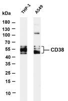 CD38 (PT0361R) PT® Rabbit mAb
