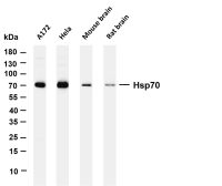 Hsp70 (PT0218R) PT® Rabbit mAb