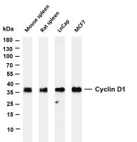 Cyclin D1 (PT0238R) PT® Rabbit mAb