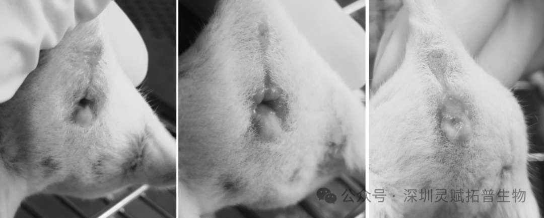 小鼠动情期区分实验全攻略：原理、实操与应用