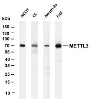 METTL3 (PT0175R) PT® Rabbit mAb