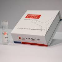 Anti-Human CD227/MUC1/Krebs von den Lungen-6 Antibody (HMFG1), FITC