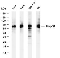 Hsp60 (PT0327R) PT® Rabbit mAb