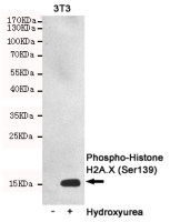 Histone H2A.X (Phospho Ser139) (PT0330R) PT® Rabbit mAb