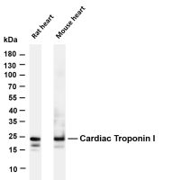 Cardiac Troponin I (PT0315R) PT® Rabbit mAb