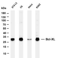 Bcl-XL (PT0244R) PT® Rabbit mAb