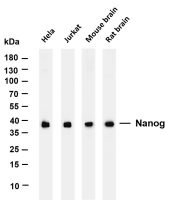 Lactate Dehydrogenase (PT0186R) PT® Rabbit mAb