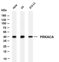 PRKACA (PT0438R) PT® Rabbit mAb