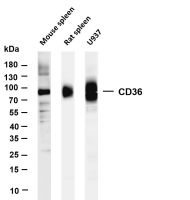 CD36 (PT0434R) PT® Rabbit mAb