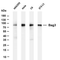 Bag3 (PT0437R) PT® Rabbit mAb