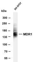 MDR1 (PT0531R) PT® Rabbit mAb