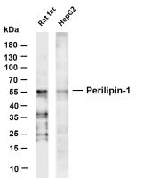 Perilipin-1 (PT0458R) PT® Rabbit mAb
