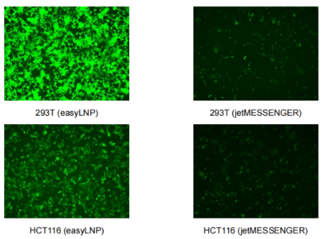 转染一把手——Absin 转染试剂大全