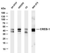 CREB-1 (PT0516R) PT® Rabbit mAb