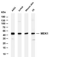 LEF1 (PT0601R) PT® Rabbit mAb