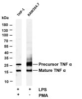 TNF α (PT0472R) PT® Rabbit mAb