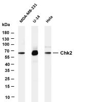 Chk2 (PT0474R) PT® Rabbit mAb