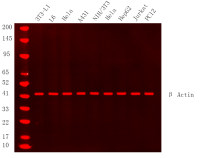β Actin (PT0519R) PT® Rabbit mAb