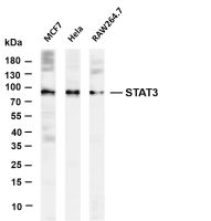 STAT3 (PT0496R) PT® Rabbit mAb