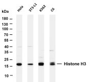 Histone H3 (PT0508R) PT® Rabbit mAb