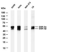 GSK3 α/β (PT0413R) PT® Rabbit mAb