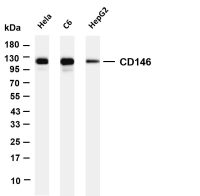 CD146 (PT0404R) PT® Rabbit mAb