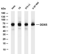 Oct-2 (PT0677R) PT® Rabbit mAb