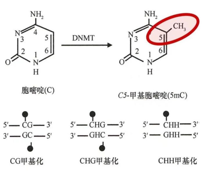 表观遗传系列干货1丨DNA甲基化